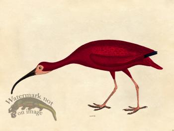 Scarlet Ibis - Tribute Bd 36